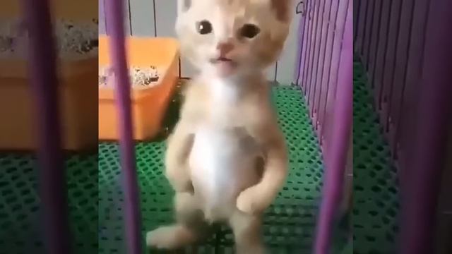 СМЕШНОЙ КОТИК СТОИТ НА ЗАДНИХ ЛАПАХ смотреть онлайн