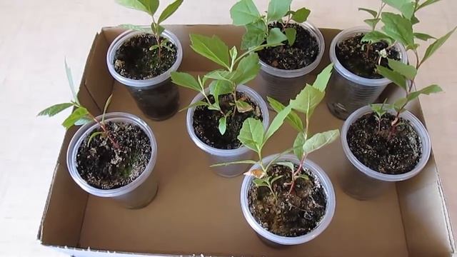 Выращивание платана из семян (2 часть) смотреть онлайн