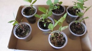 Выращивание платана из семян (2 часть)