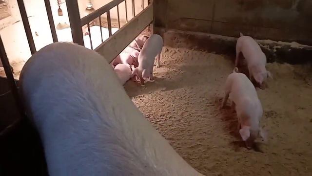 Взвешивание поросят в один месяц. Всех поздравляю с крещением. смотреть онлайн