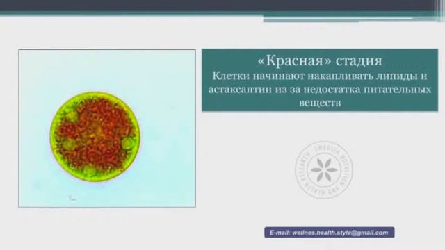 Что такое Астаксантин? Из чего производят? Для кого подойдёт? смотреть онлайн