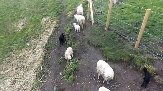 Франция 🇫🇷 Овцы в цетре города! 3 апреля 2018 г. смотреть онлайн