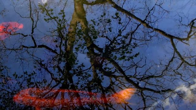 Parco Sigurtà: i pesci colorati nei laghetti - by Claudio Gobbetti смотреть онлайн