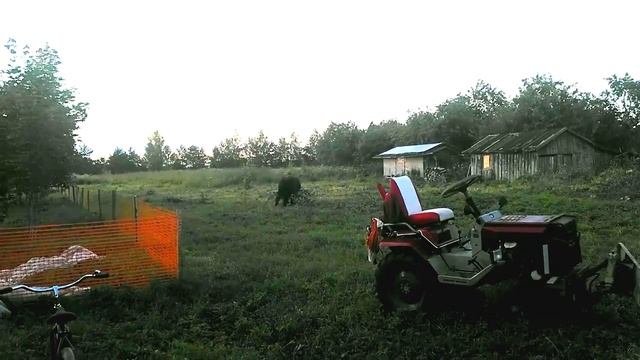 лошадь танцует смотреть онлайн