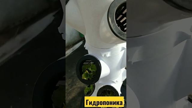 Вертикальное озеленение система гидропоники салаты в квартире смотреть онлайн