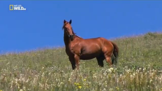 Животные Америки смотреть онлайн