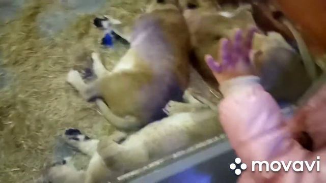 Зоопарк. Екатеринбург смотреть онлайн