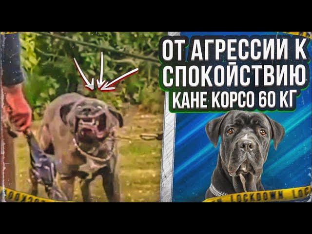 От агрессии к спокойствию(Кане корсо 60 кг) смотреть онлайн