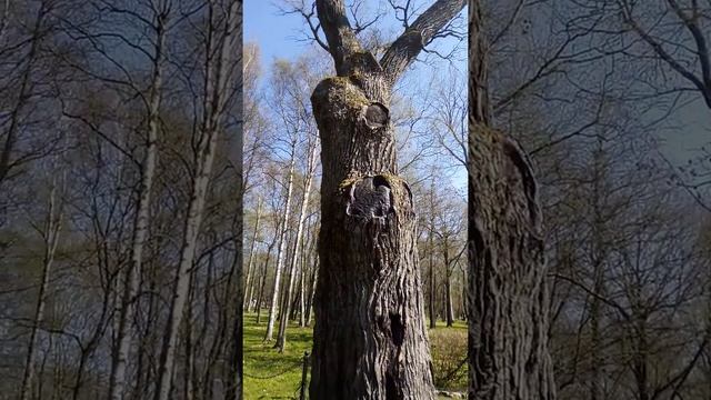 Как получить энергию от дуба. Зарядка от дерева. смотреть онлайн