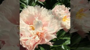 пион Нельдас Джой - 2, peony Nelda's Joy   Июнь 2020г., г.Кировск, ленинградской обл.(Видео 2)