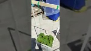 Огурец Уран и Меренга 16 06 2019