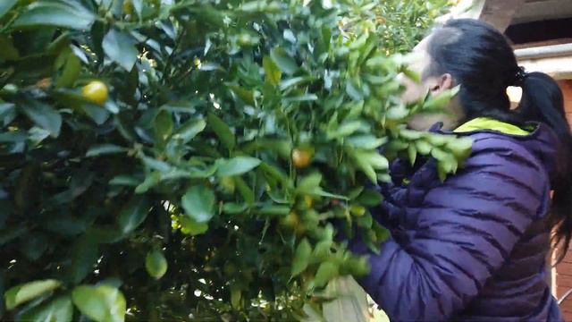 Calamansi Picking (kalamansi)