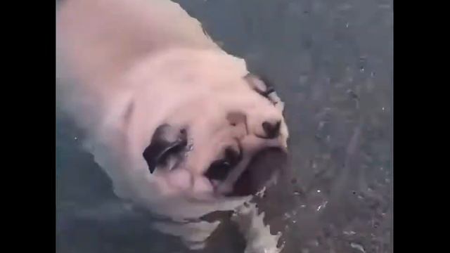 МОПСЫ КУПАЮТСЯ!! Приколы с мопсами! смотреть онлайн