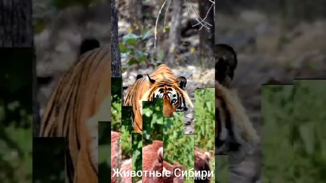 Животные Сибири... смотреть онлайн