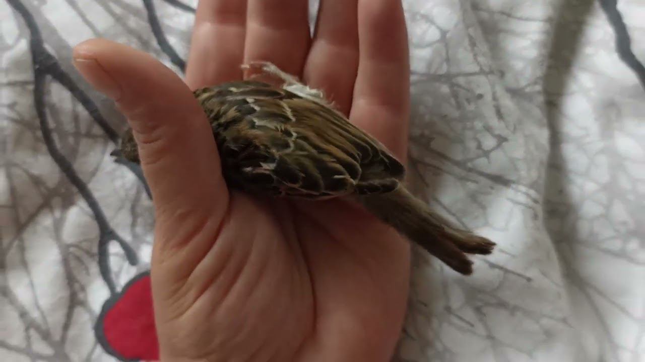 как отмыть птицу или другое живое существо от мазута. смотреть онлайн