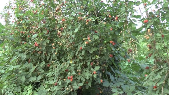 Лучшая ежемалина Медана Тайбери