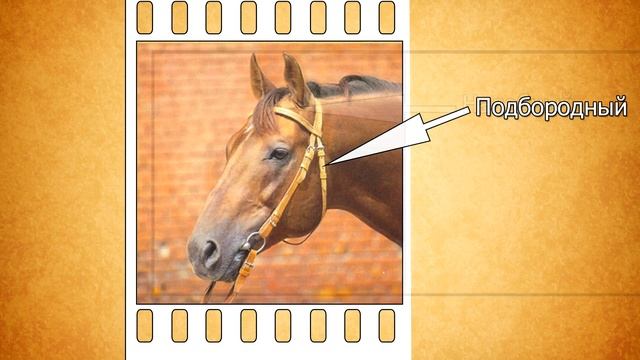 №1 Уздечка(Амуниция) смотреть онлайн