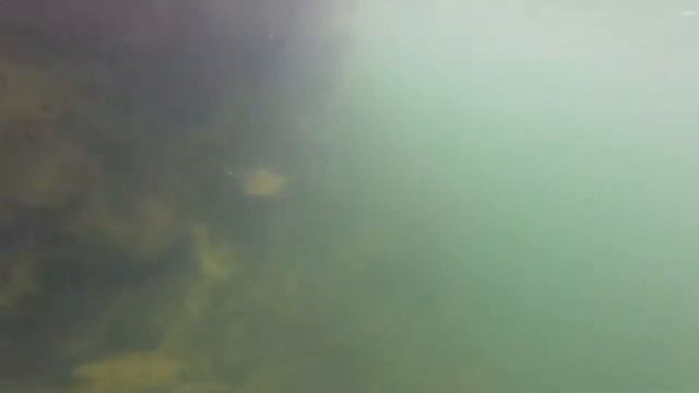 Монаховский карьер. Нижняя Крынка. Подводная съёмка. смотреть онлайн