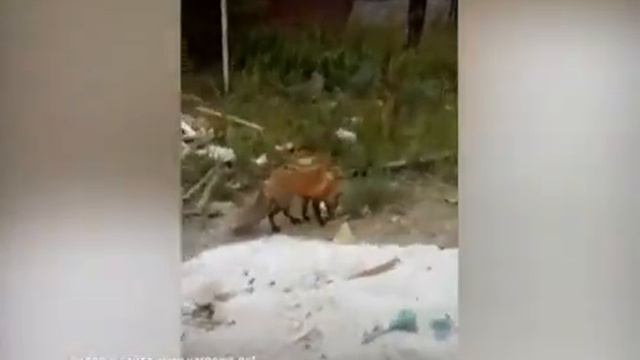 На одном из предприятий Ярославской области поселилась лиса смотреть онлайн