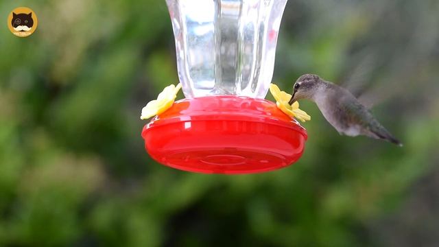 CAT GAMES - Hummingbirds. Bird Video for Cats | Nature Relaxation Video | 1 HOUR. смотреть онлайн