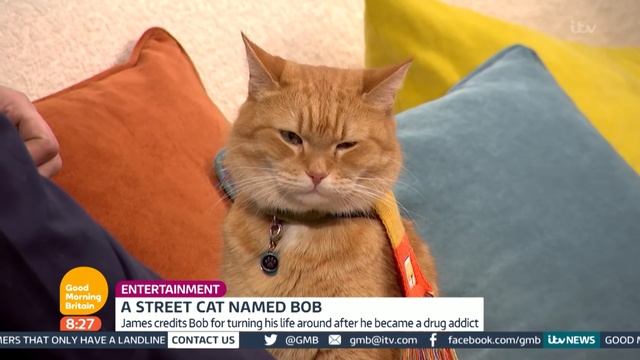 The Incredible Story of a Street Cat Named Bob | Good Morning Britain смотреть онлайн