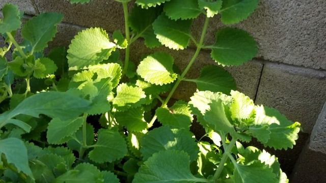 Chinese / Cuban Oregano Plant Plectranthus Amboinicus, Coleus amboinicus смотреть онлайн