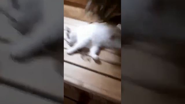 video-e549a5d3e7a4441e2c2fb1992efa7bae-V.mp4 смотреть онлайн