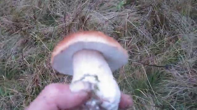 ПОЛЬОВІ КРАСЕНІ ОСІННЬОГО ВЕРХОЛІССЯ! (архів) смотреть онлайн