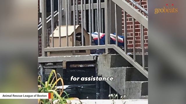 USPS mail carrier builds cardboard shelter for stray cat смотреть онлайн