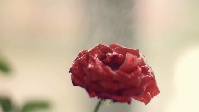 Полив роз в слоумо