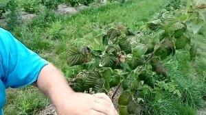 Малина Поклон Казакову