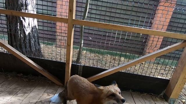 Алиса - лиса. Ответы на вопросы, часть 17-1. смотреть онлайн