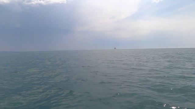 Дельфины на чёрном море смотреть онлайн