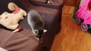 VLOG Ждём Настю, Катю и Костю. Лимон скучает