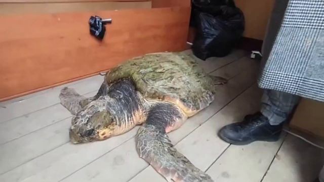 Морская черепаха смотреть онлайн