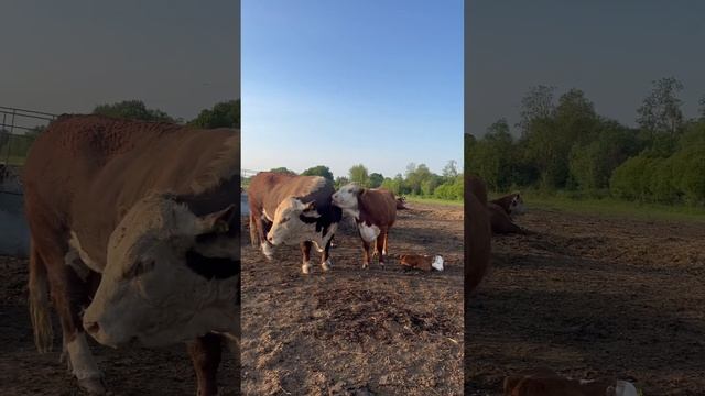 Хвастается малышом? #герефорд #корова #cow #теленок #малыш #бык #ферма #животные #хозяйство #кфх смотреть онлайн