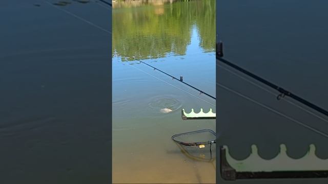 Пойман карась - рыбалка удалась!!! смотреть онлайн