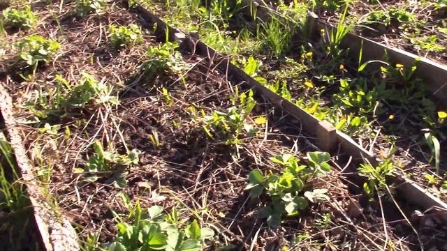 Рассада клубники, подкормка, продажа и новая плантация смотреть онлайн