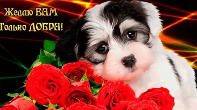 Поздравляю с Днем всемирной доброты смотреть онлайн