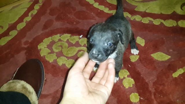 Щенок питбуля 1 месяц уже злой и кусается жестко