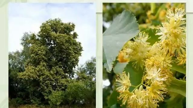 Разнообразие, распространение и значение растений.AVI смотреть онлайн