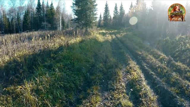 Охота на ГЛУХАРЯ со спаниелем в октябре.