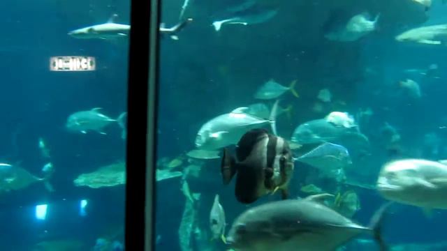 Ocean Park - Atoll Reef Part 1.MOV смотреть онлайн