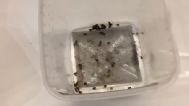 Мою террариумы и стыжусь смотреть онлайн