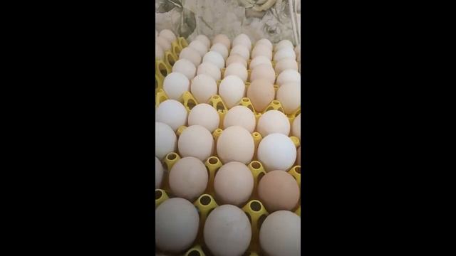 Закладка в инкубатор КОББ 700 ( АРБАР) Тюмень смотреть онлайн