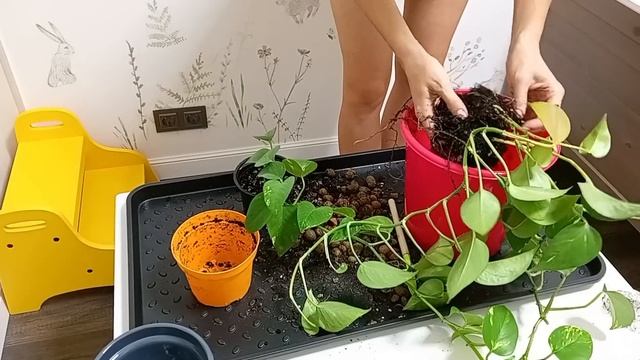 ✨ЦВЕТОЧНЫЙ ВЛОГ?Мои комнатные растения?Пересадка комнатных растений?Комнатные цветы секреты ухода смотреть онлайн