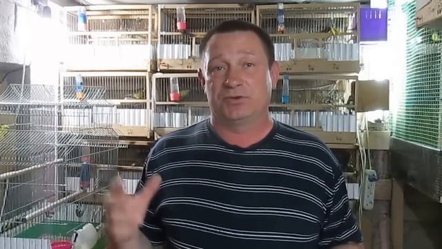 #Канарейки, ответы на вопросы ч.2