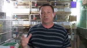 #Канарейки, ответы на вопросы ч.2