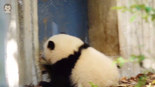 Fallen Angel HeHua смотреть онлайн