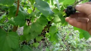 Реально сладкая и крупная СМОРОДИНА “ЧЕРНЫЙ БУМЕР”